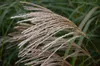 Stauden Gänge 1 x Miscanthus sinensis im 1 Liter Topf - Produktbild-Vorschau 3