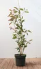 Photinia fraseri 'Red Robin', Glanzmispel, rot, 80–100 cm Produktbild-Vorschau 2