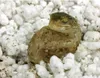 Lucky Reptile HatchRite Produktbild-Vorschau 3