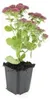 Fette Henne – Sedum telephium 'Herbstfreude' – Produktbild-Vorschau 7