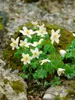 Anemone nemorosa, Buschwindröschen, weiß, ca. 9x9 cm Topf Produktbild-Vorschau 11