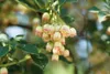Glockenstrauch (Enkianthus campanulatus), wysokość 60-80 Podgląd zdjęcia produktu 7
