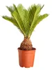 Dehner Sagopalmfarn, Cycas revoluta, Urpflanze, 55-60 cm, Ø Produktbild-Vorschau 1