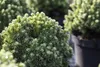 Picea glauca 'Echiniformis', Zwergfichte, kompakt, 20–25 cm Produktbild-Vorschau 4