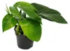 Philodendron « Queue de dragon » - Rhaphidophora decursiva Voir les images du produit 3