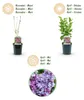 Green boutiQ - Gartenpflanze - Syringa vulgaris Michel Produktbild-Vorschau 4