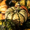 Kürbis Sweet Dumpling Samen - Cucurbita pepo - Kürbissamen Produktbild-Vorschau 5