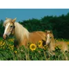 Ravensburger 12628 Ravensburger XXL Pferdeglück Puzzle 200 Náhled obrázku produktu 2