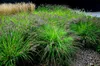 Stauden Gänge 10 x Pennisetum alopecuroides 'Black Beauty' Produktbild-Vorschau 3