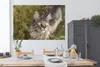 MuchoWow® Poster Eine Maine Coon-Katze im hohen Gras Produktbild-Vorschau 3