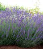 BALDUR Garten 3x Winterharter Lavendel Blue Jeans, Pflanzen Produktbild-Vorschau 2
