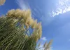 SAFLAX - Americká pampová tráva - Cortaderia selloana - 200 Náhľad obrázku produktu 7