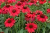 Stauden Gänge 3 x Echinacea purpurea 'Lakota Red' - Roter Produktbild-Vorschau 4