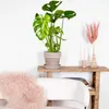 Bloomique - Monstera Deliciosa - Roślina serowa - Rośliny Podgląd zdjęcia produktu 4