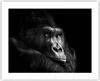 Poster - Poster ohne Rahmen - Affe Gorilla Porträt - 50x40 Produktbild-Vorschau 1