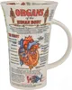 Becher Glencoe, "Organs of Human Body" Produktbild-Vorschau 1