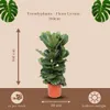 Trendyplants - Arbusto di Ficus Lyrata - Pianta di tabacco Anteprima dell’immagine prodotto 4