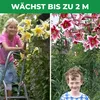 Lilien Zwiebeln Winterhart Mehrjährig - Purple Prince Produktbild-Vorschau 3