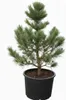 Pinus cembra, Zirbelkiefer, 60–70 cm Produktbild-Vorschau 1
