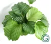 Calathea Orbifolia 30-40 cm - Korbmarante Zimmerpflanze für Produktbild-Vorschau 2