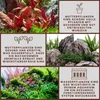 Mutterpflanze Aquariumpflanze Cryptocoryne Balansae Nr.309B Produktbild-Vorschau 5