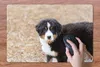 MuchoWow® Schreibtischunterlage Berner Sennenhund Welpe am Produktbild-Vorschau 3