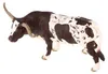 Texas-Longhorn-Rind, Zootechnik-Modell, Kunststoff, 15 cm Produktbild-Vorschau 5