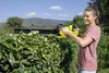 Kärcher Akku-Heckenschere HGE 18-50 Battery, 18V, 50cm Produktbild-Vorschau 7