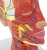 physa Anatomie Schädel - Medianschnitt - Originalgröße Produktbild-Vorschau 2