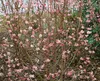 Schneeball Dawn 40-60 cm, im Topf - Viburnum bodnantense Produktbild-Vorschau 3