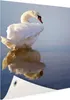 Gartenposter - 40x60 cm - Schwan Fotodruck  - Modernes Produktbild-Vorschau 1