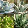 Mini Succulentes Mix - 30 plantes - Ø5,5cm - Hauteur 5-10cm Voir les images du produit 3