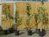 3er Set Himbeere schwarz Black Jewel Himbeeren Pflanzen süß Produktbild-Vorschau 2