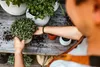 A person is repotting a plant on a wooden table. Produktbild-Vorschau
