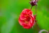 Stauden Gänge 10 x Geum rivale 'Flames of Passion‘ - Produktbild-Vorschau 6
