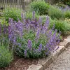 Bloomique - Lot de 6 - Nepeta faassenii - Cataire - Voir les images du produit 3