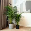 Areka - Dypsis lutescens - Wysokość 100-120cm - ⌀21cm Podgląd zdjęcia produktu 5