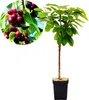 A potted cherry tree with a close-up inset of cherries. Náhľad obrázku produktu