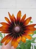 Rudbeckia hirta - Sunbeckia Big Smile Smiley - Sonnenhut Produktbild-Vorschau 1