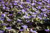 Anemone blanda 'Blue Shades', Balkan-Windröschen, blau, ca. Produktbild-Vorschau 10