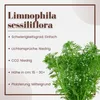 Aquarium Pflanze Limnophila sessiliflora AquaOne Nr.347 Produktbild-Vorschau 2