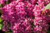 Sedum spectabile 'Carl', Fetthenne, rosa Blüten, ca. 11x11 Produktbild-Vorschau 8