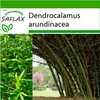 SAFLAX - Velký trnitý bambus - Dendrocalamus arundinacea - Náhled obrázku produktu 5