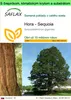 SAFLAX Garden to go - Hora - Sequoia - Sequoiadendron Náhľad obrázku produktu 1