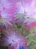 Rosa Puderquastenstrauch Schöner Mann - Calliandra Produktbild-Vorschau 1