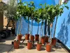 Several potted fig trees are displayed outdoors, likely in a nursery or garden center, with a blue backdrop. Produktbild-Vorschau