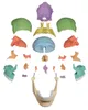 Modello cranico per osteopatia Erler, 22 pezzi, magnetico, Anteprima dell’immagine prodotto 5