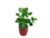 Gardners Clusia rosea, priemer 12 cm Náhľad obrázku produktu 2