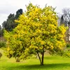 A blooming mimosa tree in a grassy park. Produktbild-Vorschau