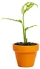 Gardners Monstera obliqua Peru, průměr 6 cm Náhled obrázku produktu 1